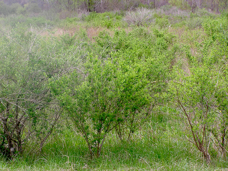 Honeysuckle